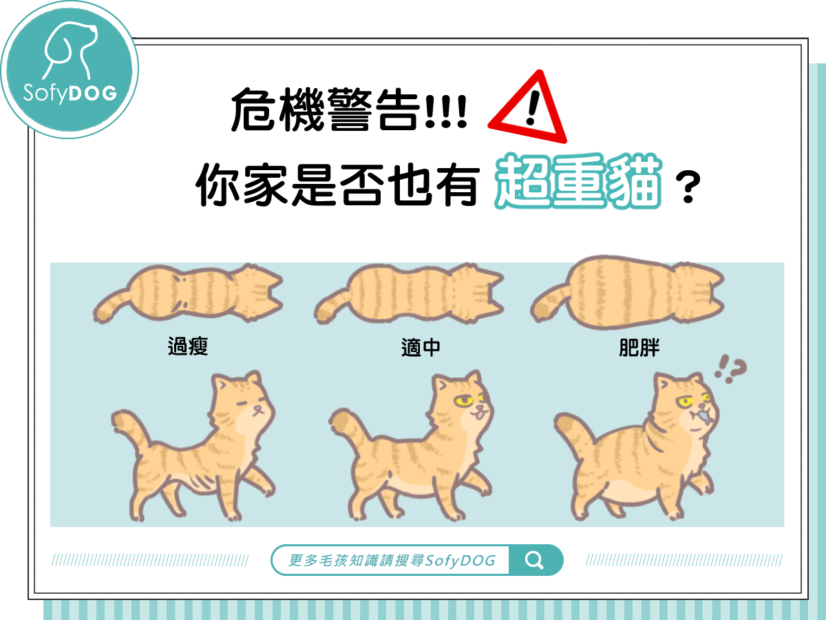 危機警告！你家是否也有超重貓？