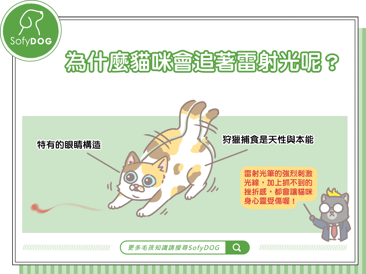為什麼貓咪會追著雷射光呢？