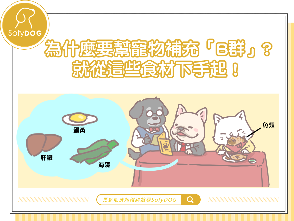 為什麼要幫寵物補充「B群」？就從這些食材下手起！
