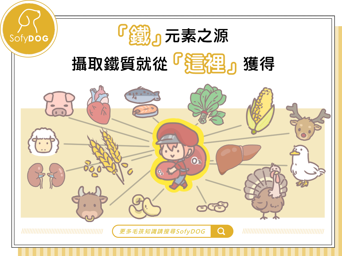 補血先補「鐵」! 寵物補鐵就從「這裡」攝取