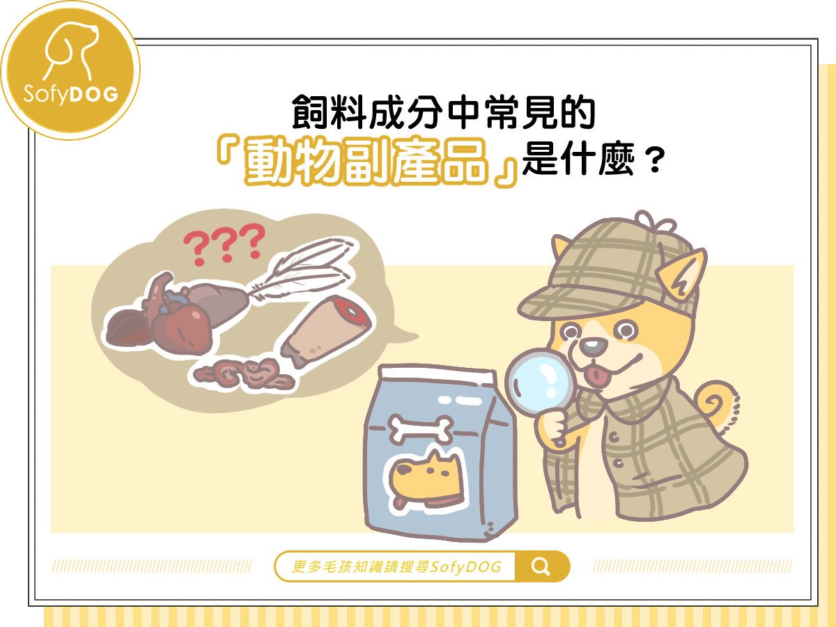飼料成分中常見的「動物副產品」是什麼？