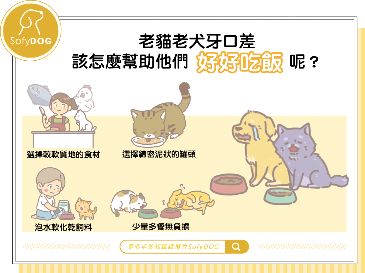 老貓老犬牙口差，該怎麼幫助他們好好吃飯呢？