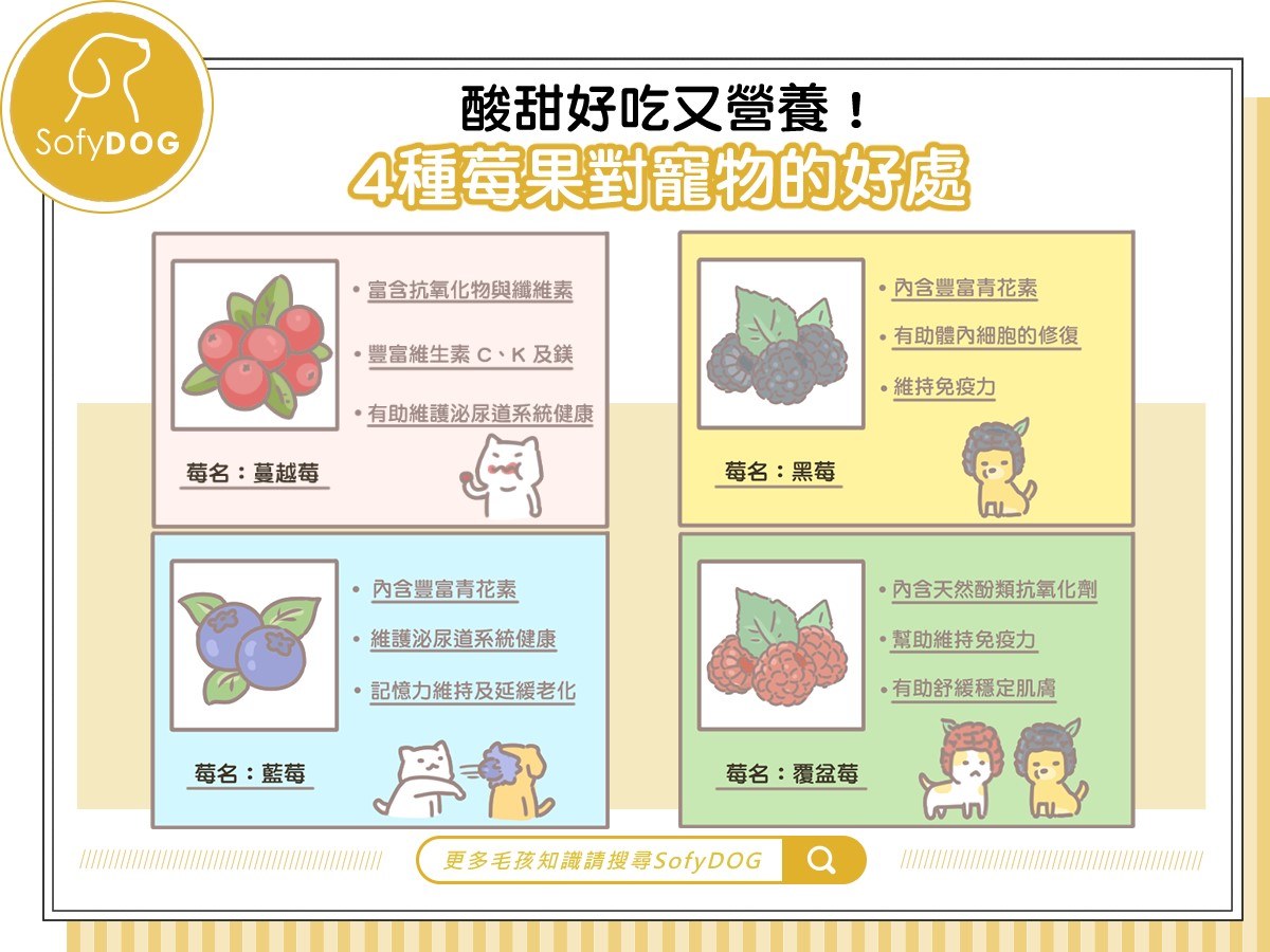 酸甜好吃又營養！4種莓果對寵物的好處