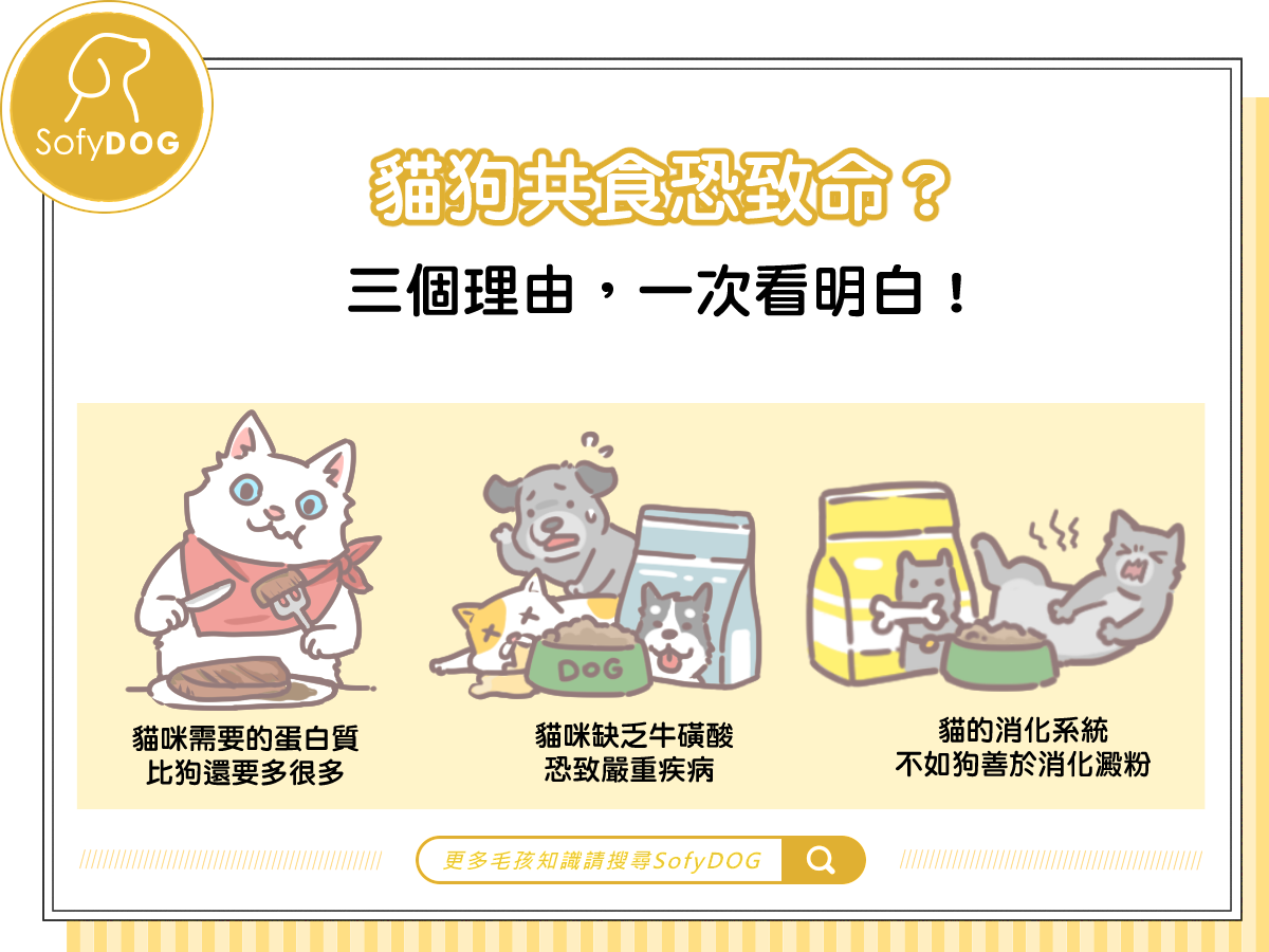 貓狗共食恐致命？ 三個理由，一次看明白！