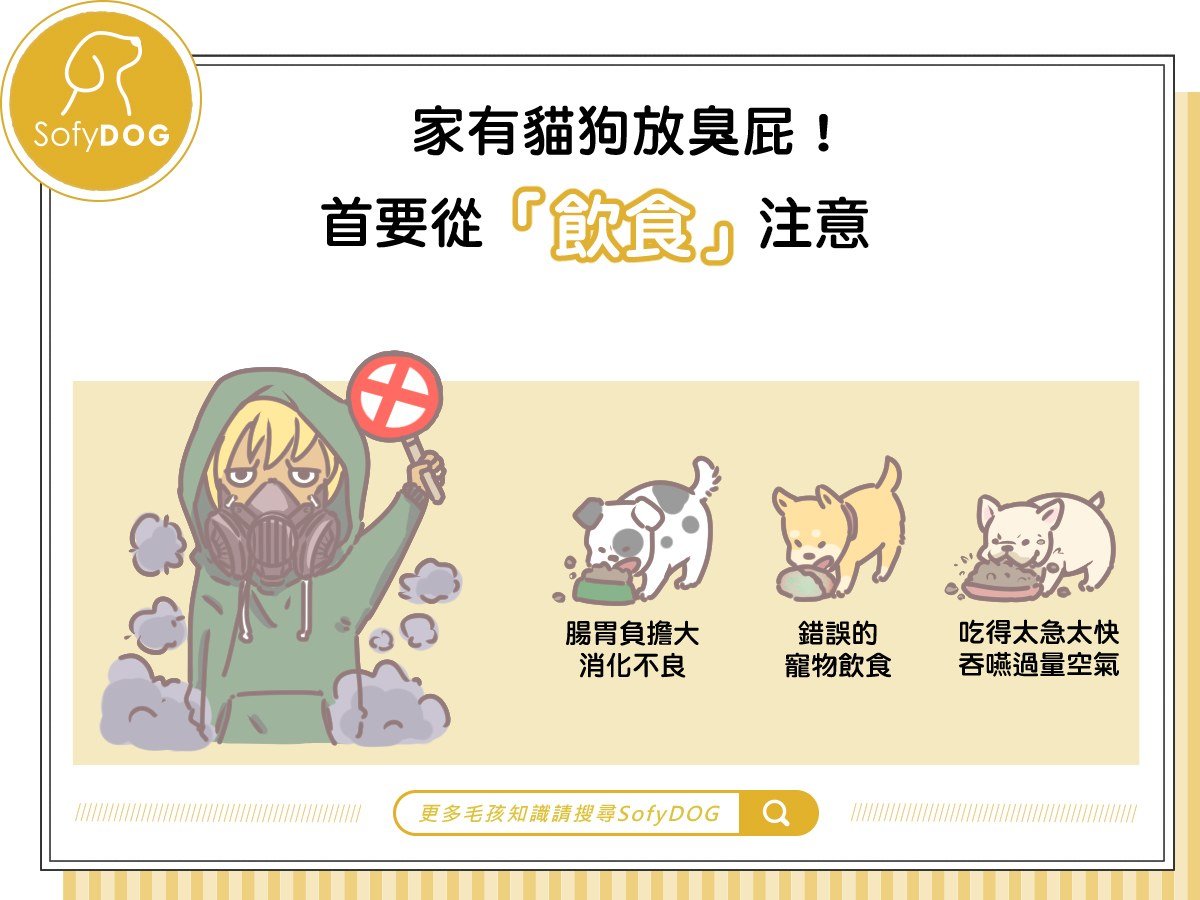 家有貓狗放臭屁！首要從「飲食」注意