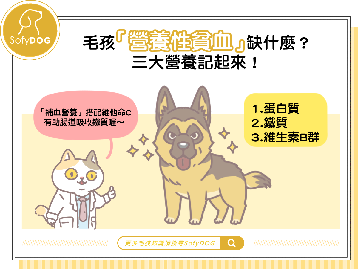 毛孩「營養性貧血」缺什麼？ 三大營養記起來！
