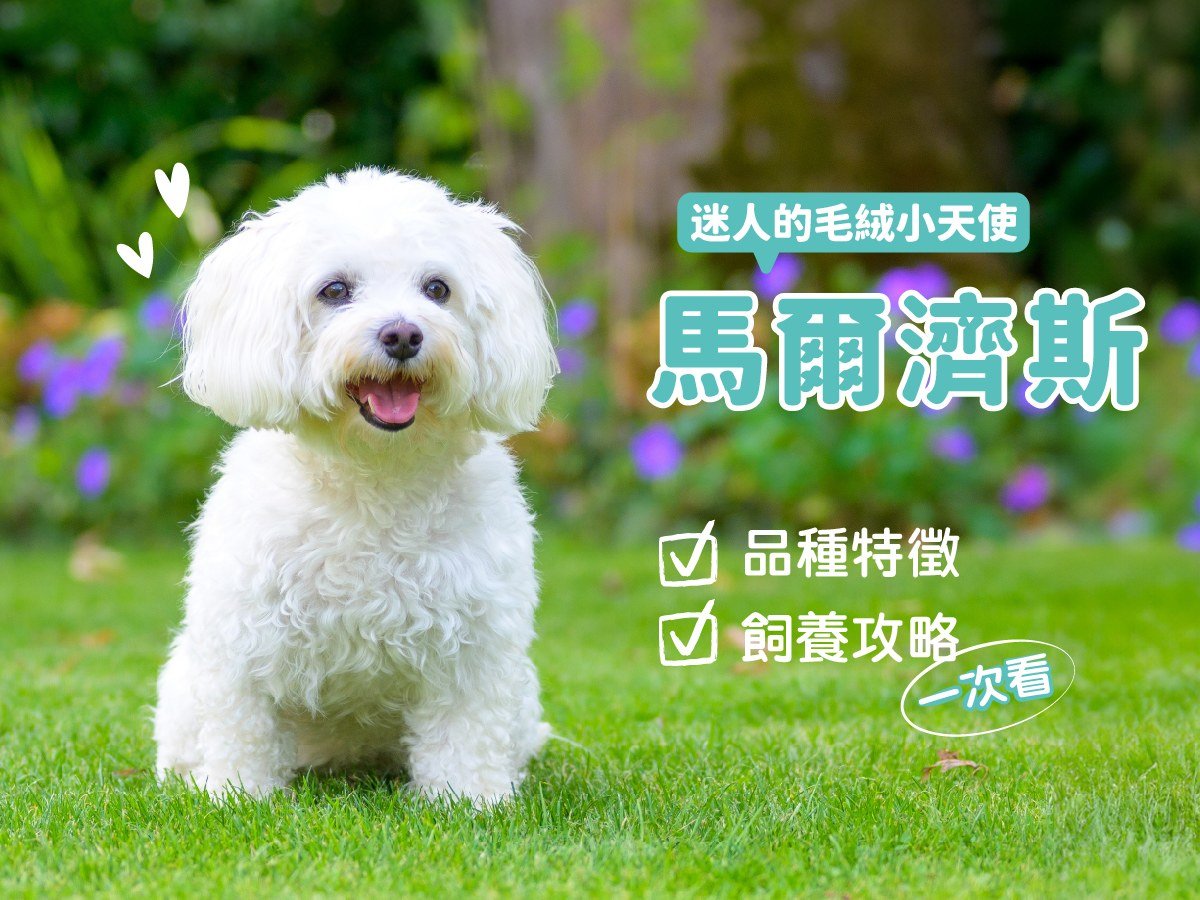 馬爾濟斯：迷人的毛絨小天使 | 品種特徵、飼養攻略一次看