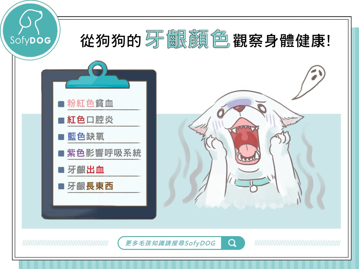 從狗狗的牙齦顏色觀察身體健康！