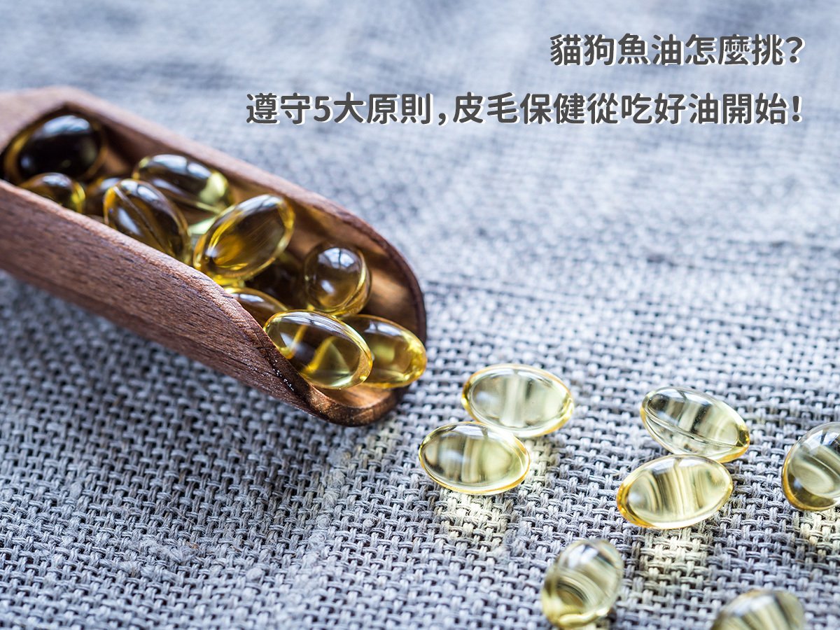 貓狗魚油怎麼挑？遵守5大原則，皮毛保健從吃好油開始！