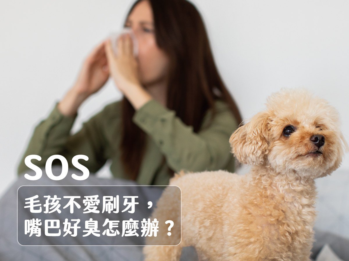 救命呀！毛孩不愛刷牙，嘴巴好臭怎麼辦？