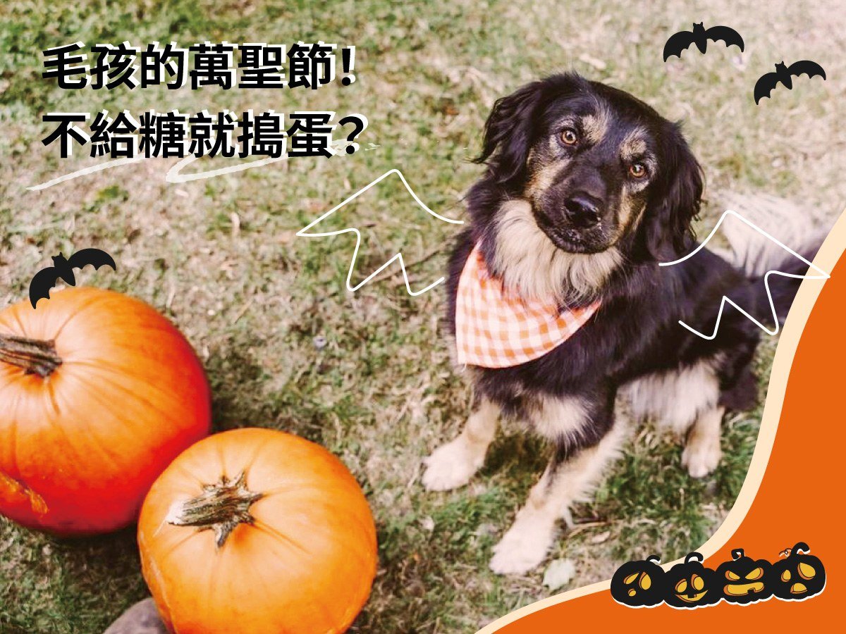 毛孩的萬聖節！不給糖就搗蛋？（文末索取限定折扣碼）