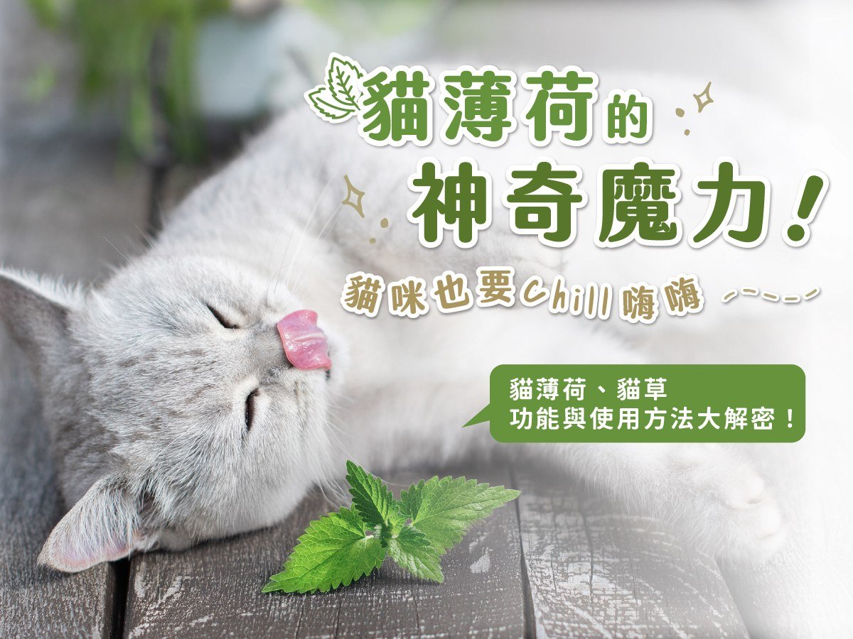 貓薄荷的神奇魔力！功能與使用方法解密，貓咪也要Chill嗨嗨！