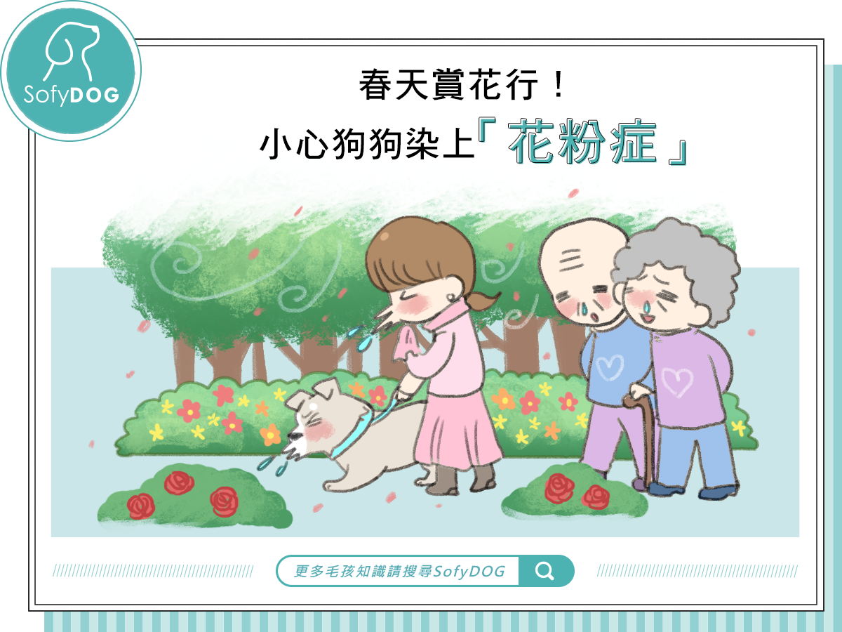 春天賞花行！小心狗狗染上「花粉症」