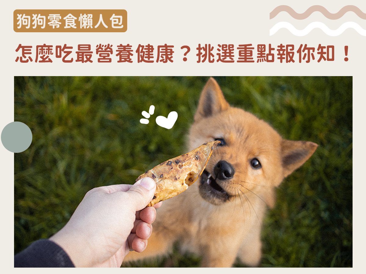 狗狗零食懶人包｜怎麼吃最營養健康？挑選重點報你知！
