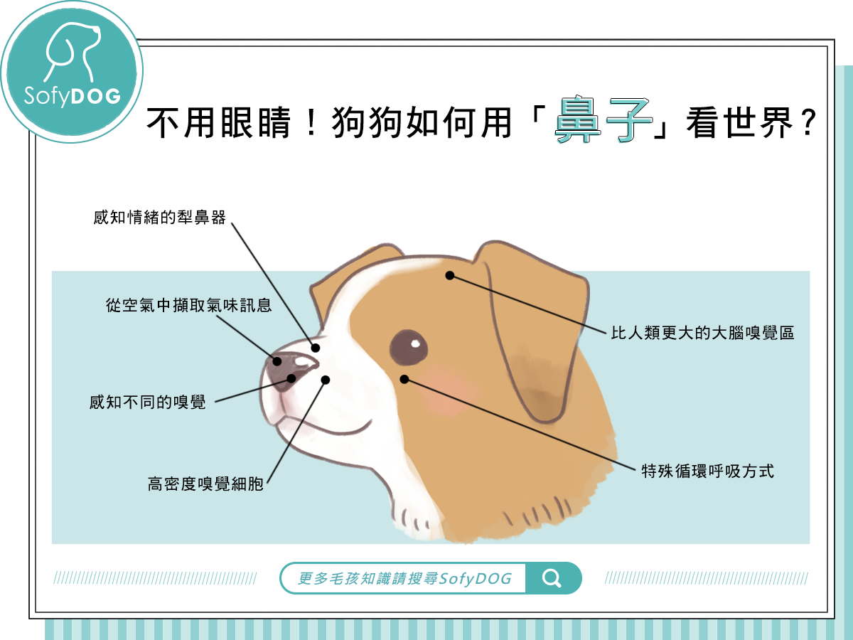 不用眼睛！狗狗如何用「鼻子」看世界？