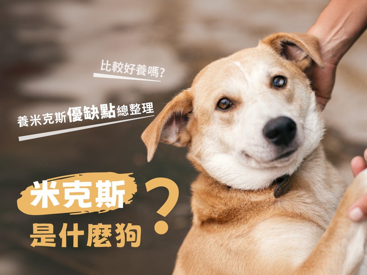 米克斯是什麼狗？比較好養嗎？