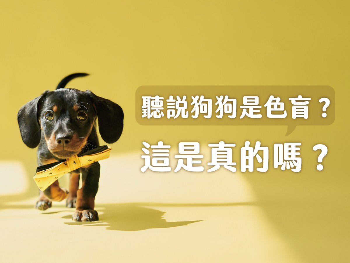 聽說狗狗是色盲？這是真的嗎？
