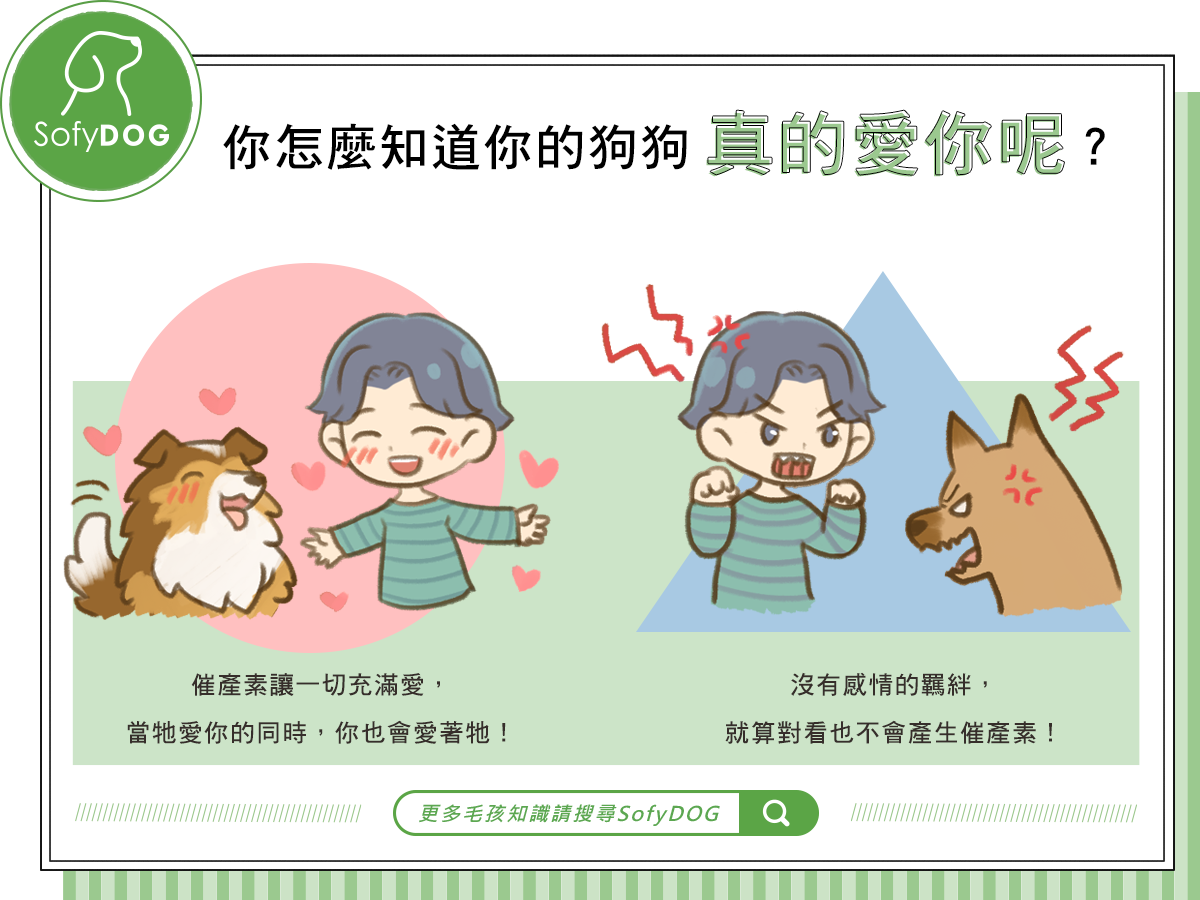 你怎麼知道你的狗狗真的愛你呢？
