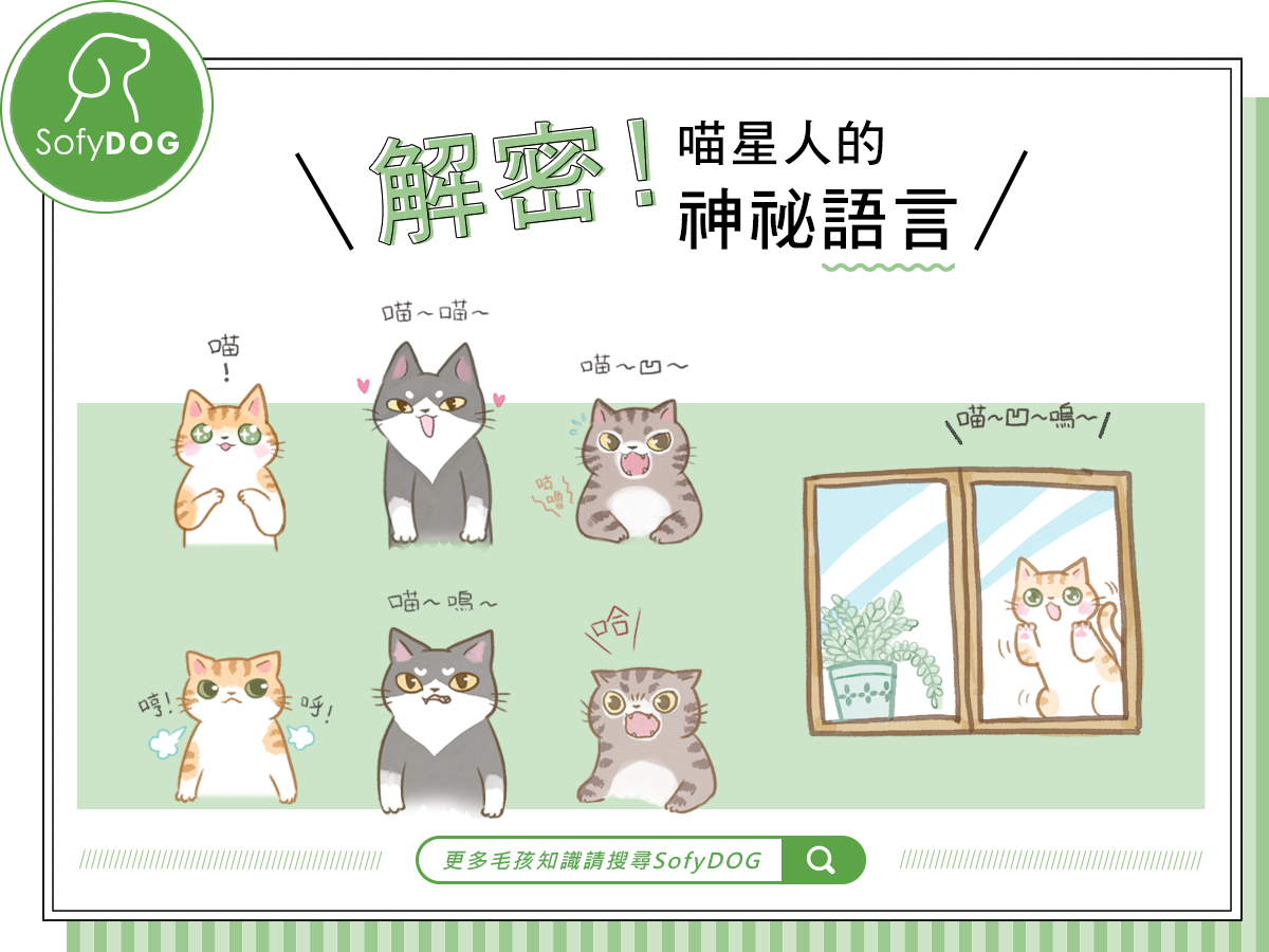 解密！喵星人的神祕語言