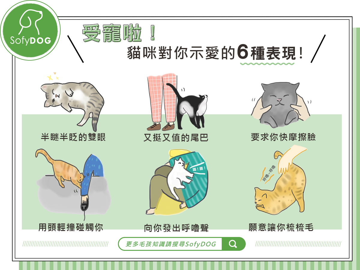 受寵啦！貓咪對你示愛的6種表現！