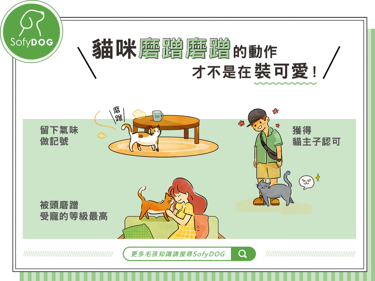 貓咪磨蹭磨蹭的動作，才不是在裝可愛！