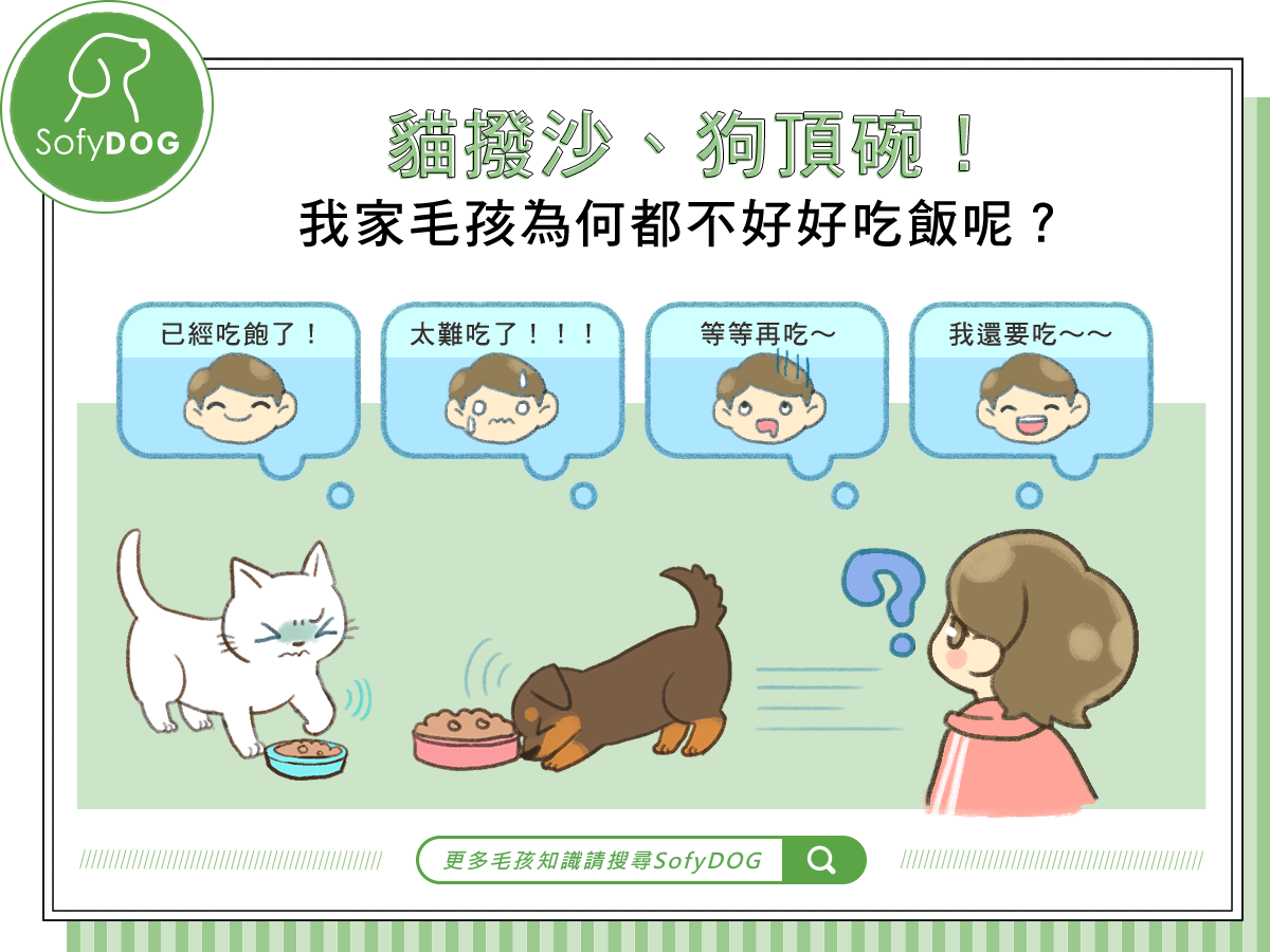 貓撥沙、狗頂碗！我家毛孩為何都不好好吃飯呢？