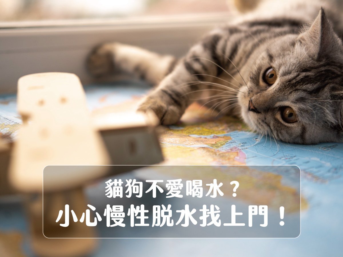 貓狗不愛喝水？小心慢性脫水找上門！
