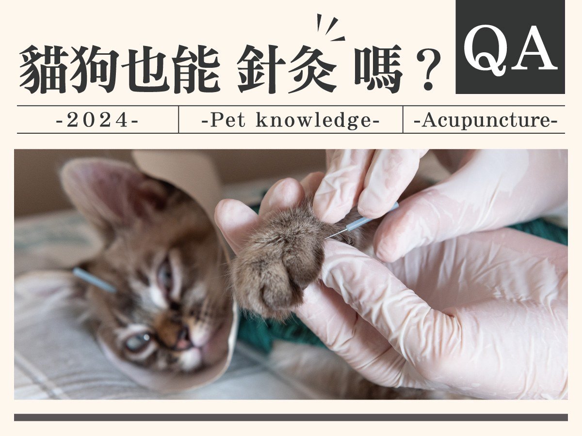 貓狗也能針灸嗎？