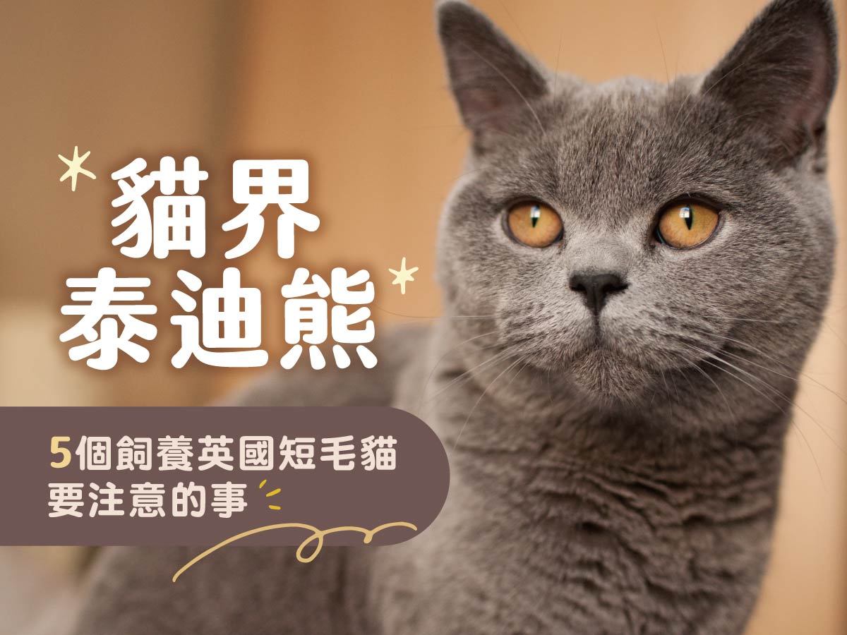 《貓界泰迪熊》5個飼養英國短毛貓要注意的事