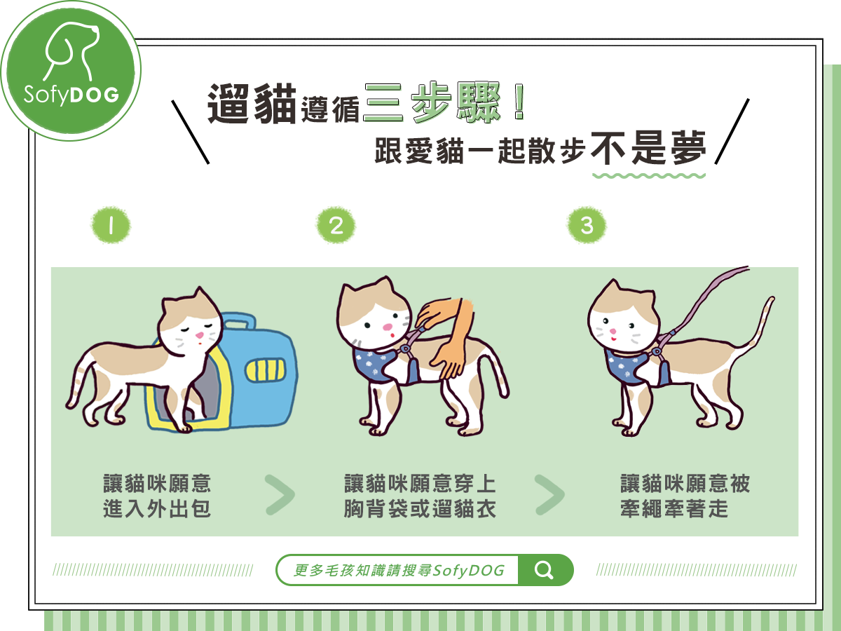 遛貓遵循三步驟！跟愛貓一起散步不是夢