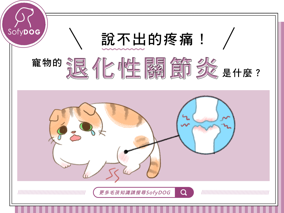 說不出的疼痛！寵物的退化性關節炎是什麼？
