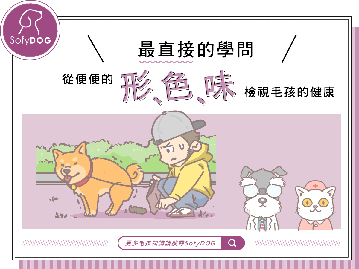 最直接的學問！從便便的形、色、味檢視毛孩的健康