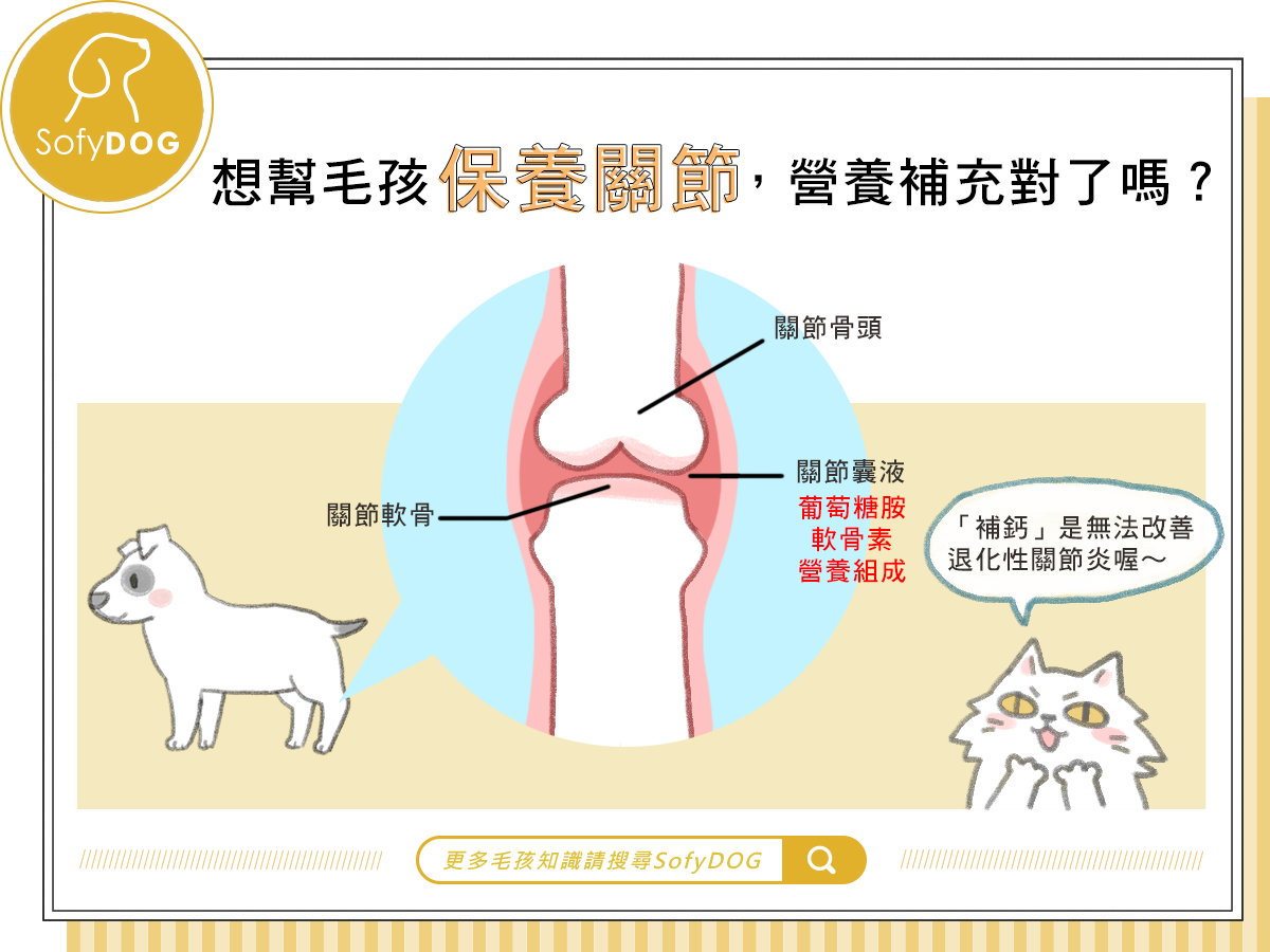 想幫毛孩保養關節，營養補充對了嗎？