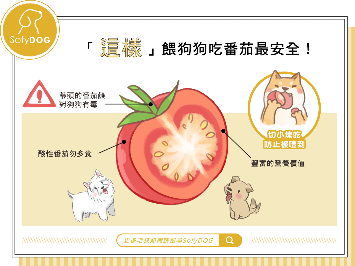 「這樣」餵狗狗吃番茄最安全！