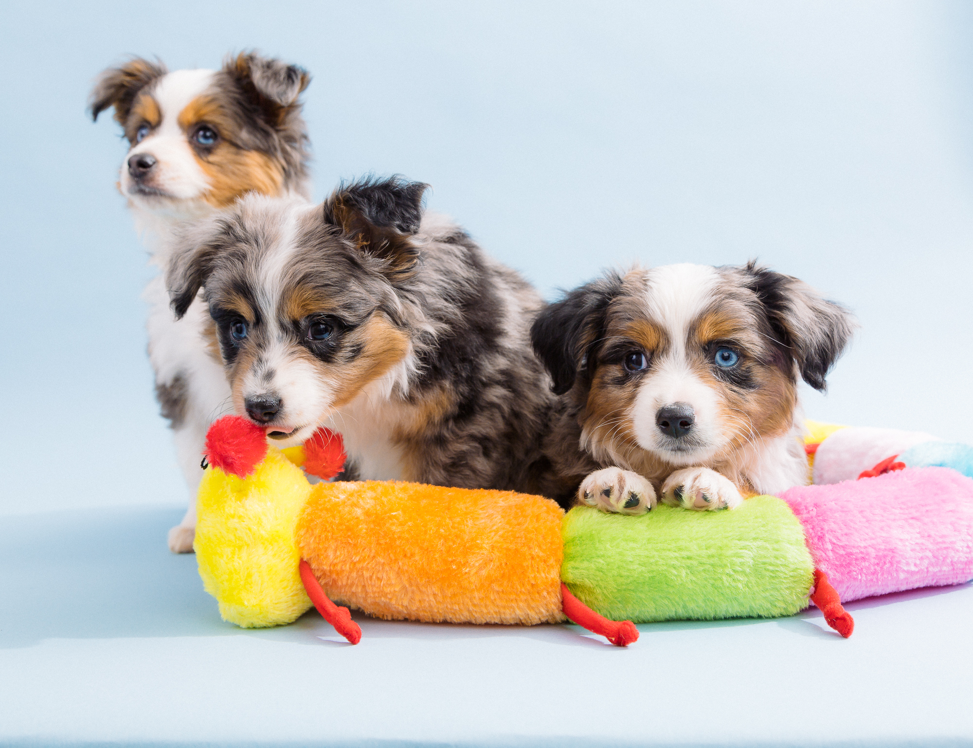 ZippyPaws 繽紛啾毛蟲 有聲玩具 情境照