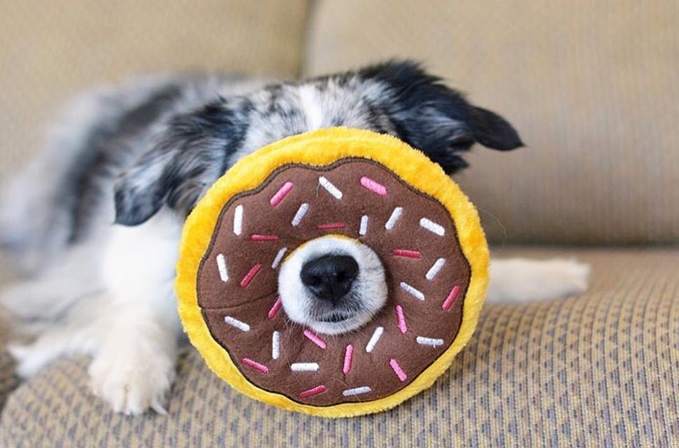 ZippyPaws 巧克力甜甜圈 寵物玩具 情境照 ZippyPaws 巧克力甜甜圈 寵物玩具 情境照