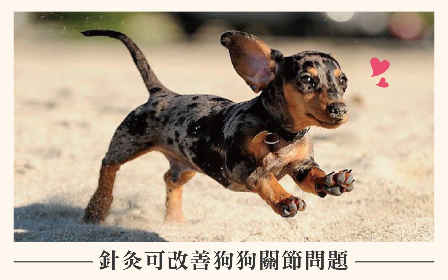 針灸可改善狗狗關節問題