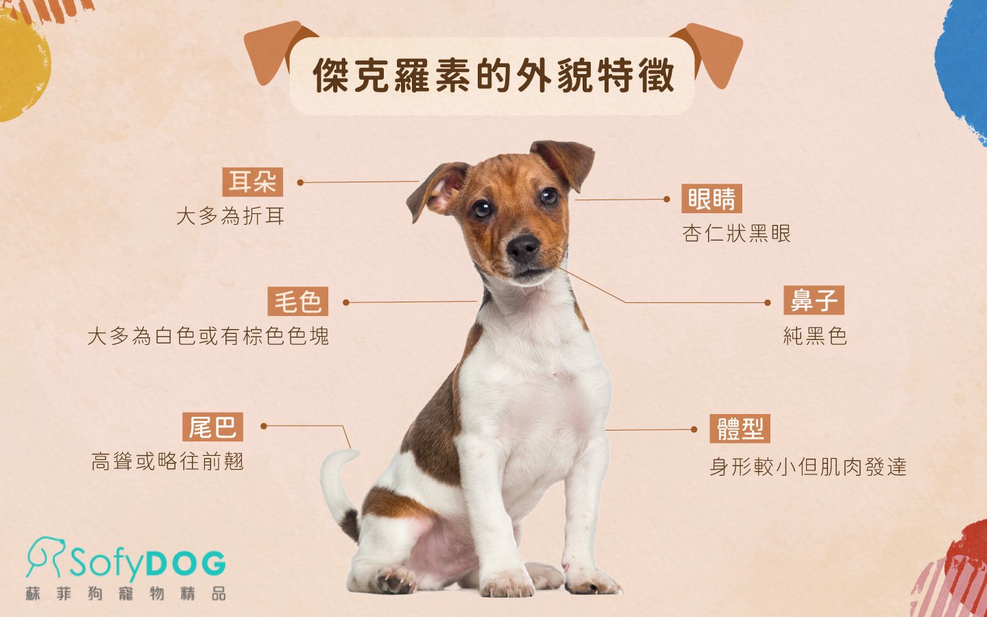 傑克羅素的外貌特徵 傑克羅素的外貌特徵