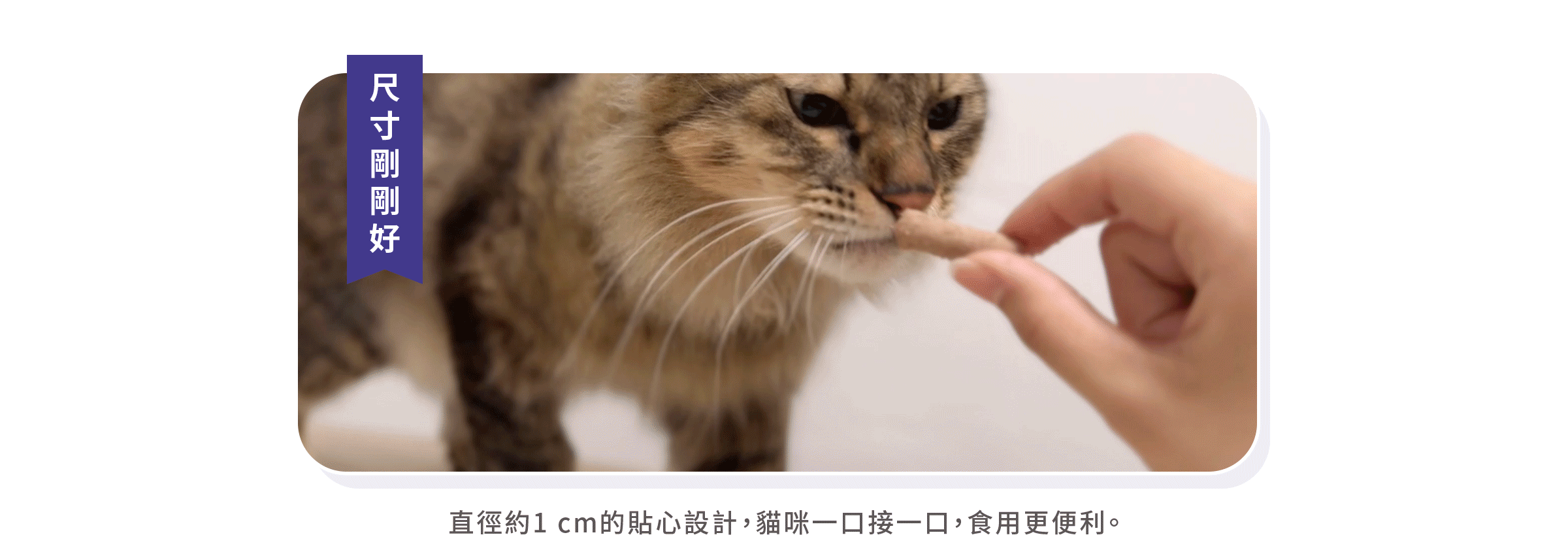 貓咪鮭羊凍乾內頁2