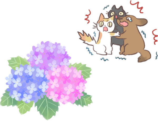 別讓貓狗種繡球花的毒_1 別讓貓狗種繡球花的毒_1