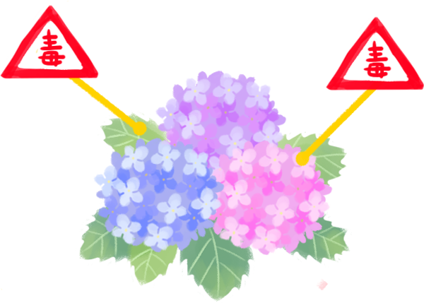 別讓貓狗種繡球花的毒_2 別讓貓狗種繡球花的毒_2