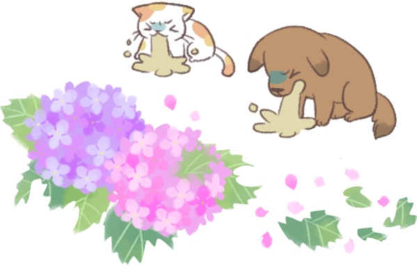 別讓貓狗種繡球花的毒_3 別讓貓狗種繡球花的毒_3