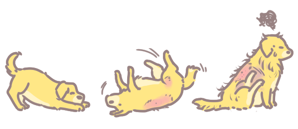 如何避免清潔劑危害毛孩_4