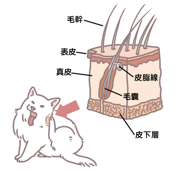 狗狗毛髮養護的十大秘招_1