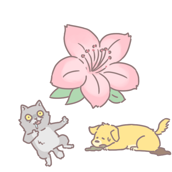 寵物碰到這些植物會中毒_5