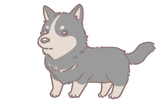 10大最長壽的狗狗品種_10 10大最長壽的狗狗品種_10