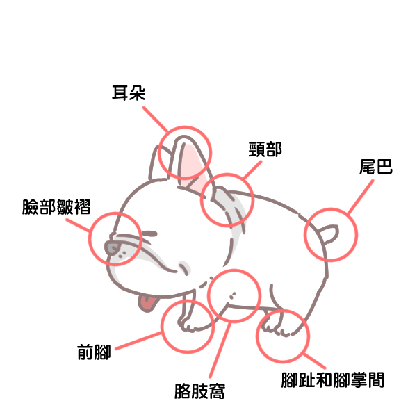 寵物與壁蝨疾病_4