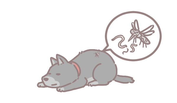 寵物與心絲蟲_3 寵物與心絲蟲_3