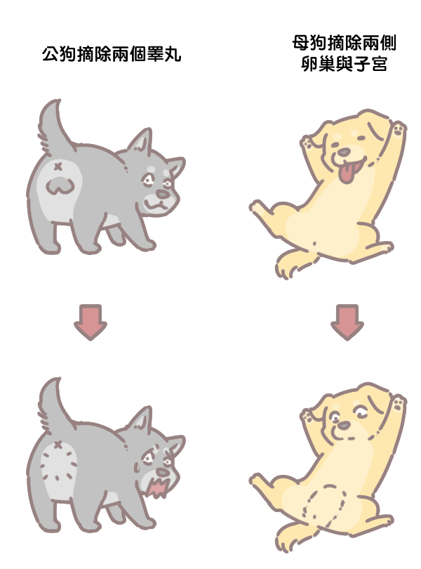 為什麼要幫狗結紮_4 為什麼要幫狗結紮_4