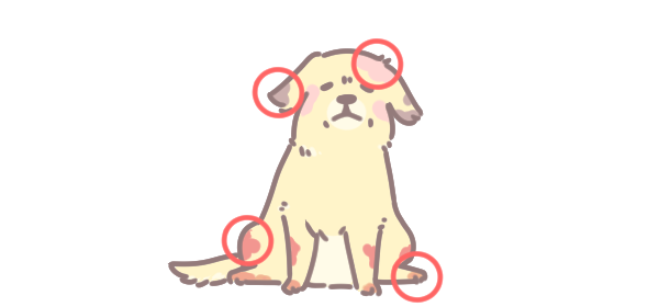 狗狗春季常見皮膚病_2 狗狗春季常見皮膚病_2